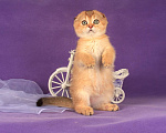 Кошки в Санкт-Петербурге: Золотая кошечка 🎀 скоттиш фолд Девочка, 45 000 руб. - фото 5