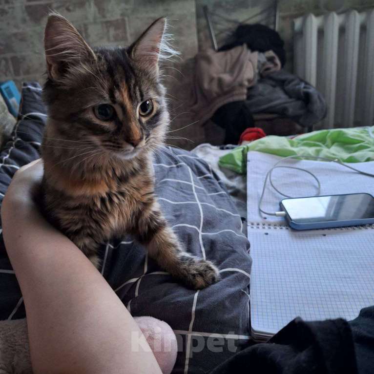 Кошки в Липецке: Пушистая Роза) Девочка, Бесплатно - фото 6