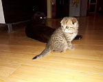 Кошки в Теберде: Тигрёнок на Золоте с Особняком, 14 999 руб. - фото 4