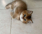 Кошки в Красногорске: Шотландские котята золотая шиншилла  Мальчик, 12 000 руб. - фото 3