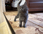 Кошки в Санкт-Петербурге: Мейн Кун котята Разнополые, 40 000 руб. - фото 6