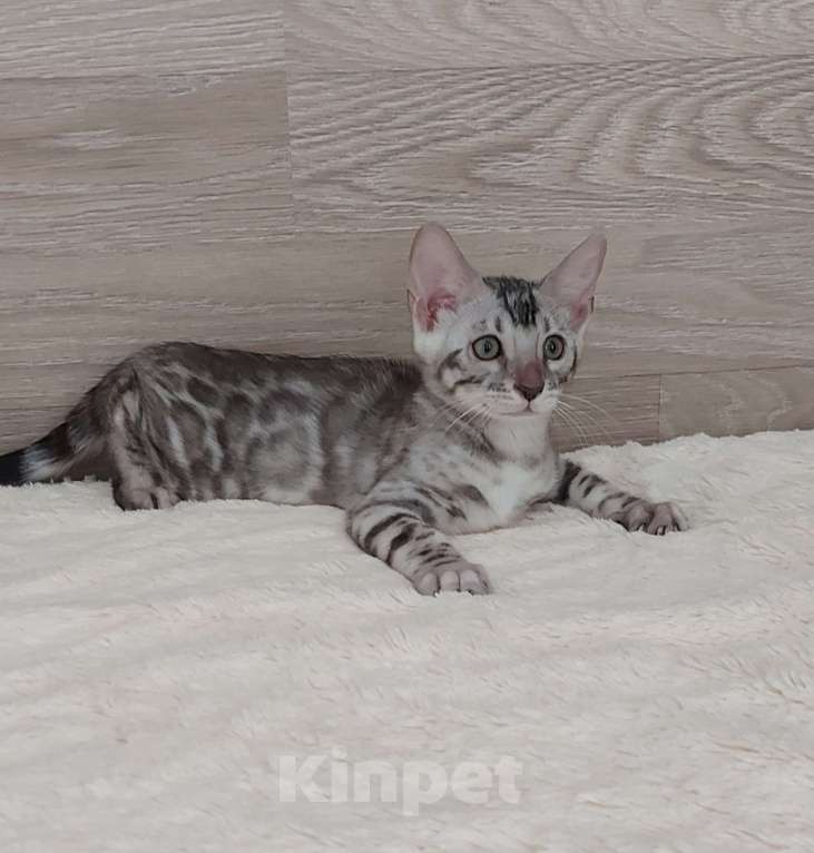 Кошки в Москве: Бенгальские котята  Мальчик, 55 000 руб. - фото 2