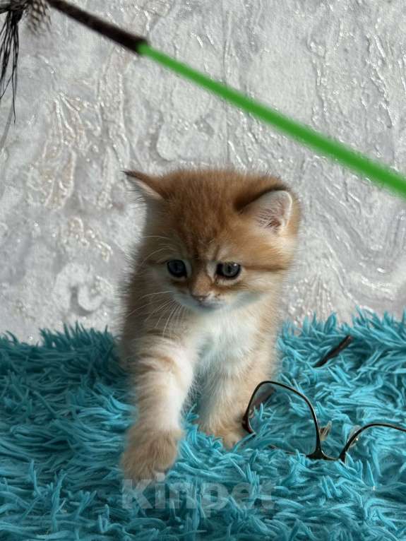 Кошки в Москве: Шотландские котята Девочка, Бесплатно - фото 4