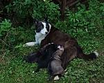 Собаки в Домодедово: Малышка Олива ищет семью  Девочка, Бесплатно - фото 3