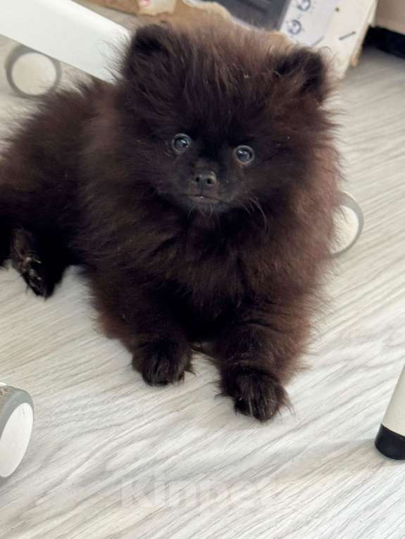 Собаки в Москве: Щенок померанский шпиц редкий окрас! Мальчик, 50 000 руб. - фото 2