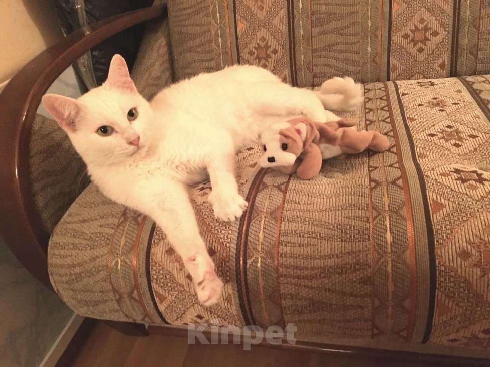 Кошки в Москве: Бедный Альбус. Белый кот в добрые руки. Мальчик, Бесплатно - фото 2