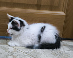Кошки в других городах Краснодарского края: Турецкий ван Разнополые, 5 000 руб. - фото 7