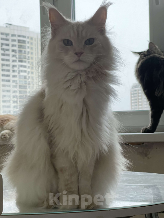 Кошки в Москве: МЕЙН-КУН Девочка, 15 000 руб. - фото 6