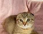 Кошки в Рыбинске: Шотландские котята Мальчик, 15 000 руб. - фото 5