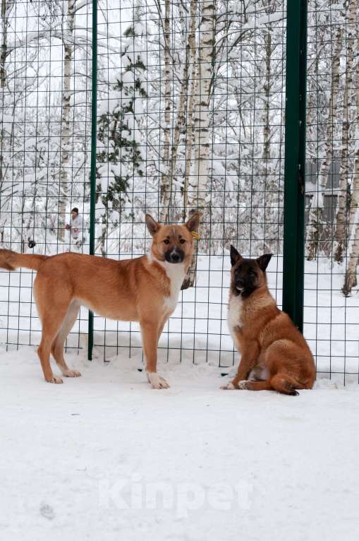Собаки в Ногинске: Благородная девица Марфа Васильна ищет покровителей и почитателей! Готова украсить ваше имение Девочка, Бесплатно - фото 8