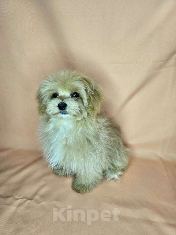 Собаки в Москве: Мальтипу девочка щенок Девочка, 80 000 руб. - фото 6