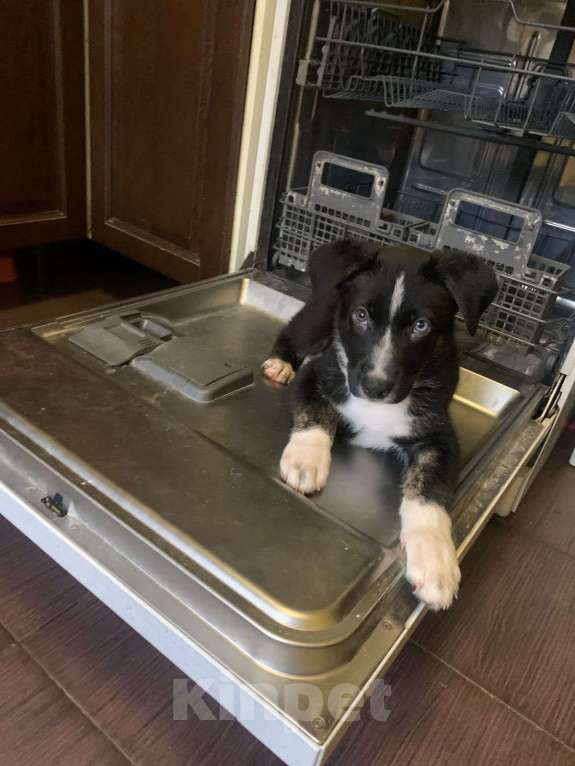 Собаки в Москве: метисы щенки Мальчик, Бесплатно - фото 5