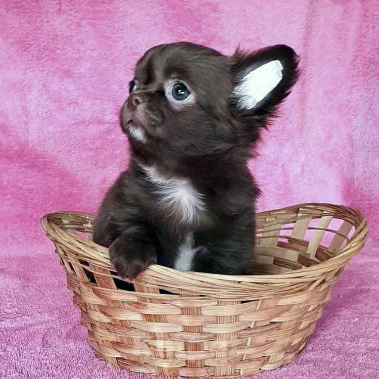 Собаки в Зеленограде: Чихуахуа шоколадка Девочка, 55 000 руб. - фото 3