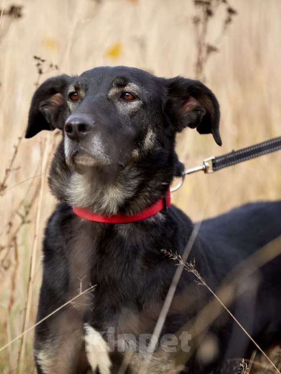 Собаки в Москве: Самая спокойная в мире собака Мальчик, Бесплатно - фото 3