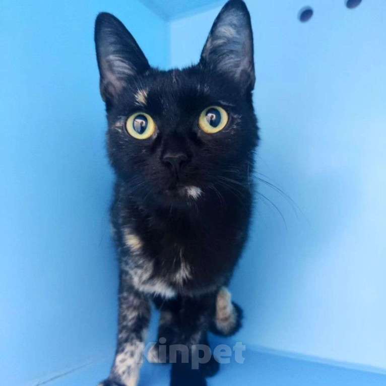 Кошки в Москве: Маленькую Фифи выкинули 💔 Девочка, Бесплатно - фото 4