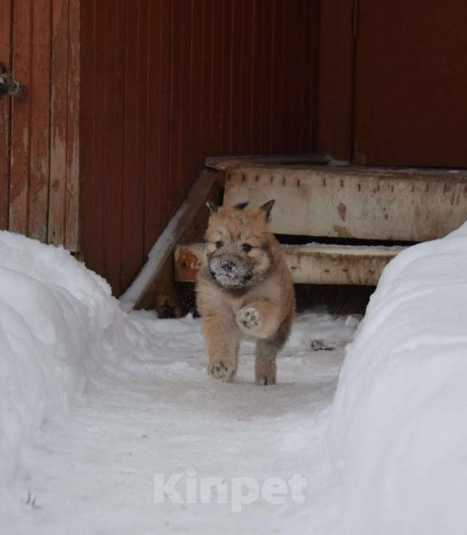 Собаки в Домодедово: Щенок ищет дом Девочка, 5 руб. - фото 1