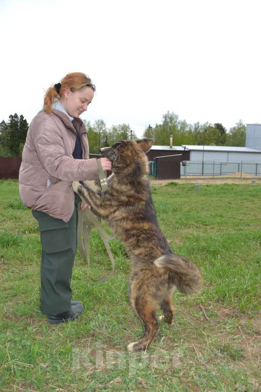 Собаки в других городах Московской области: Очаровательный тигренок Айза ❤️ Девочка, Бесплатно - фото 7