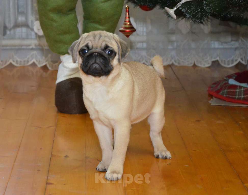 Собаки в Твери: Малышка мопса Девочка, 30 000 руб. - фото 3