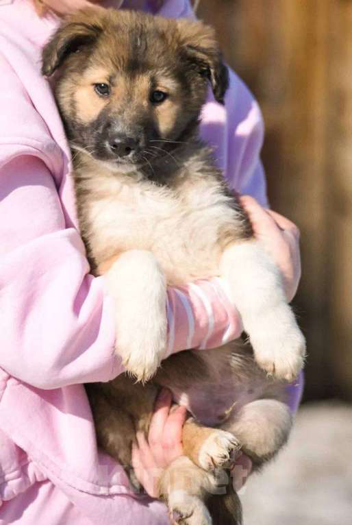 Собаки в Красногорске: Паго Мальчик, Бесплатно - фото 3