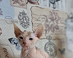 Кошки в Санкт-Петербурге: Нереальная мраморная красотка Девочка, 30 000 руб. - фото 3