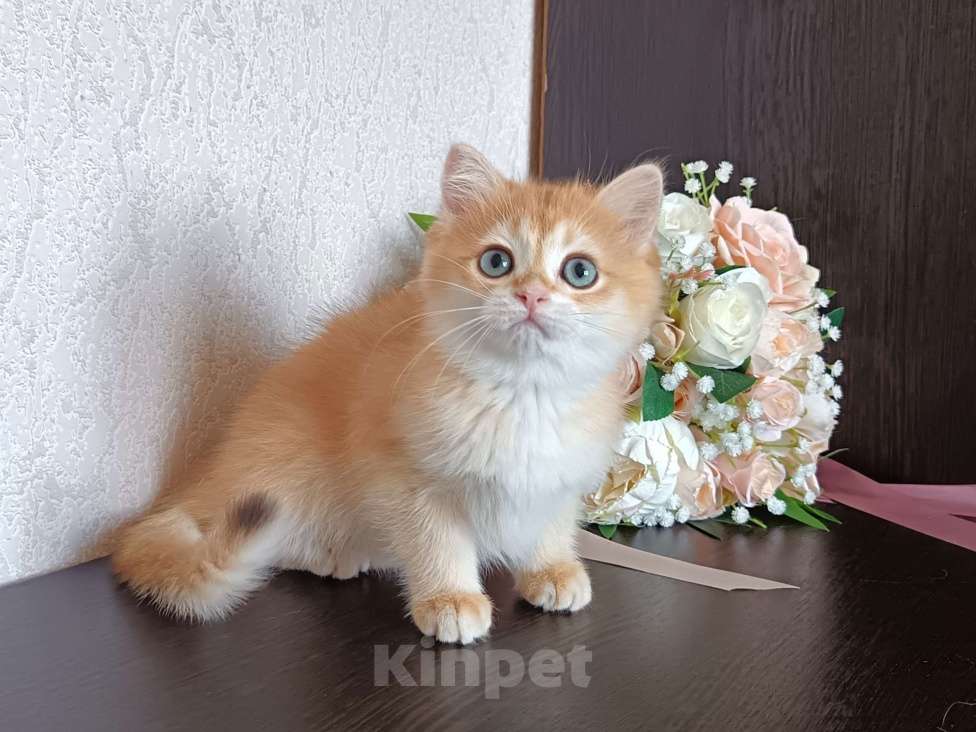 Кошки в Краснодаре: Золотая шоколадная шиншилла  Девочка, 30 000 руб. - фото 5