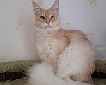 Кошки в Москве: Котенок мейн-кун Мальчик, 25 000 руб. - фото 1