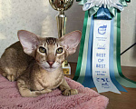 Кошки в Балашихе: Ориентальный котенок Дизель Мальчик, 80 000 руб. - фото 1