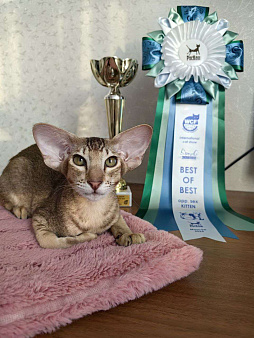 Объявление: Ориентальный котенок Дизель, 80 000 руб., Балашиха