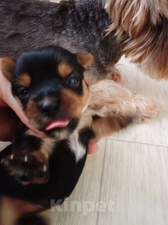 Собаки в Вязьме: Продам щенков Девочка, 25 000 руб. - фото 3