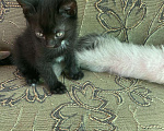 Кошки в Магнитогорске: Котята бесплатно Мальчик, Бесплатно - фото 2