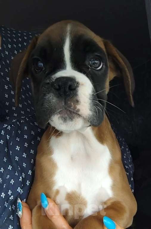 Собаки в Екатеринбурге: Девочка немецкий боксёр Девочка, 55 000 руб. - фото 4