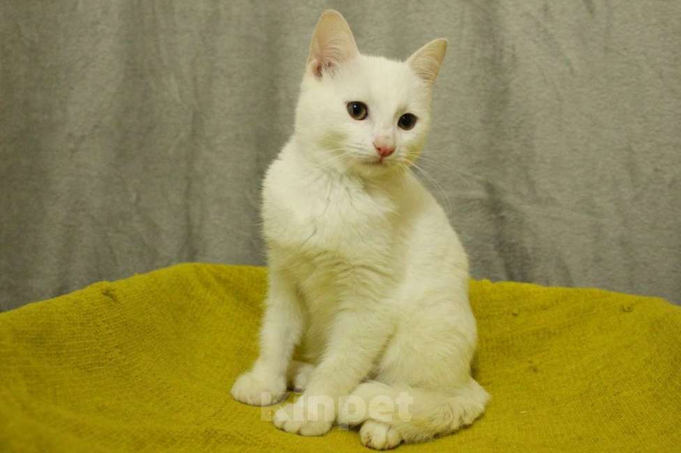 Кошки в Санкт-Петербурге: Беленький котёнок Мальчик, Бесплатно - фото 4