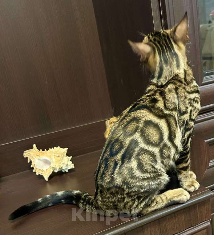 Кошки в Роднике: Бенгальский мальчик Мальчик, Бесплатно - фото 4