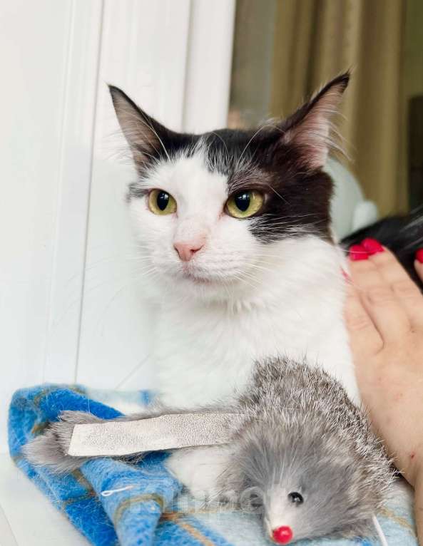 Кошки в Москве: Котенок Лаплас в добрые руки  Мальчик, Бесплатно - фото 6