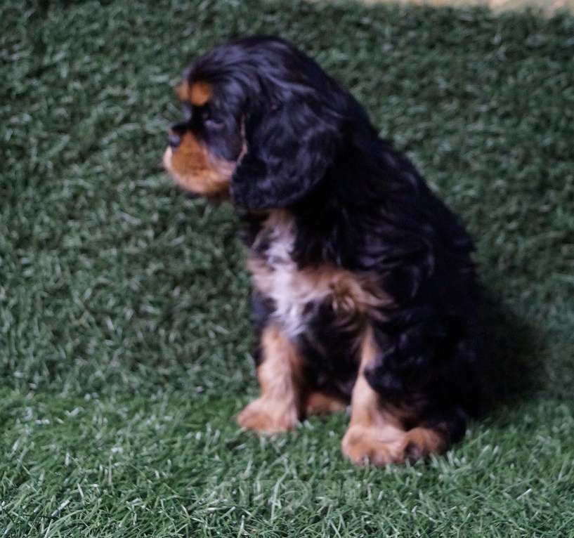 Собаки в Москве: ЩЕНОК МАЛЬЧИК 2 МЕС. Мальчик, 50 000 руб. - фото 3