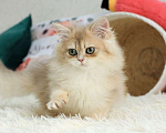 Кошки в Владивостоке: Британский котёнок в шикарной шубке Мальчик, 120 000 руб. - фото 5