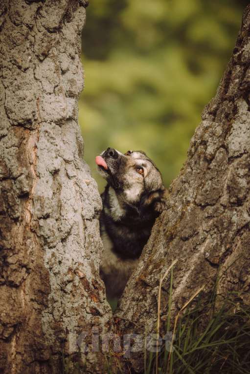 Собаки в Москве: Рокки  Мальчик, Бесплатно - фото 3
