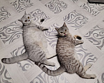 Кошки в Мытищах: Отдаем котика Мальчик, 2 000 руб. - фото 5