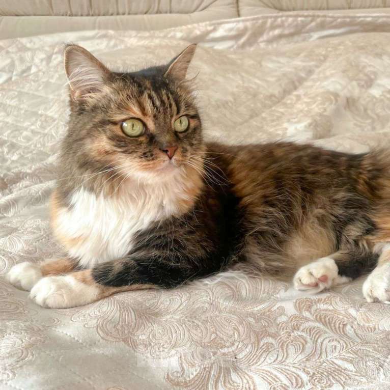 Кошки в Москве: Василиса осталась совсем одна, потеряв свою хозяйку 💔 Девочка, Бесплатно - фото 3