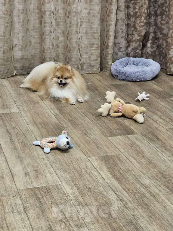 Собаки в Челябинске: Вязка Мальчик, 10 000 руб. - фото 4