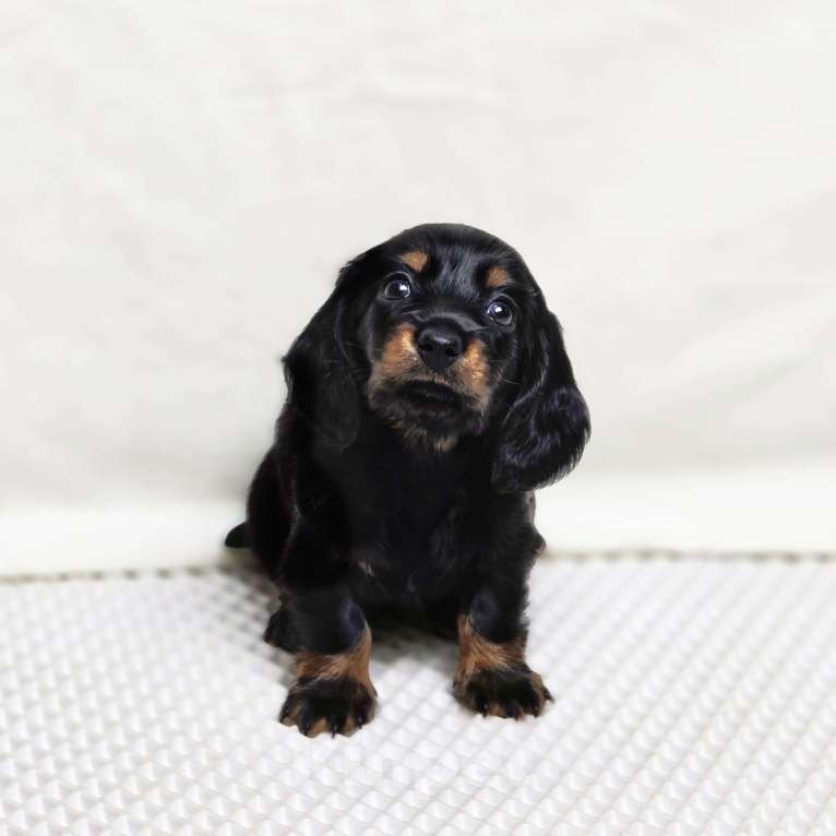 Собаки в Химках: Такса длинношерстная миниатюрная/кроличья Девочка, 80 000 руб. - фото 2