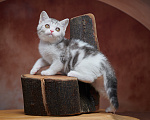 Кошки в Барнауле: Котик-страйт Василь💚 Мальчик, Бесплатно - фото 3