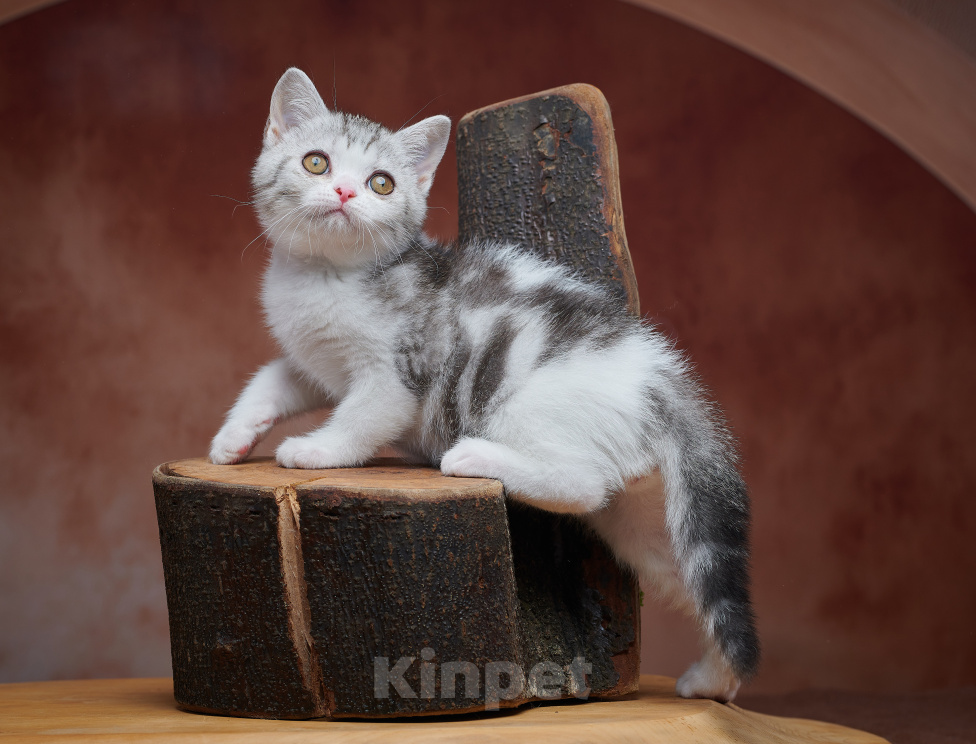Кошки в Барнауле: Котик-страйт Василь💚 Мальчик, Бесплатно - фото 3