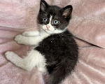 Кошки в Санкт-Петербурге: Котенок 1 месяц Кайя Девочка, Бесплатно - фото 1