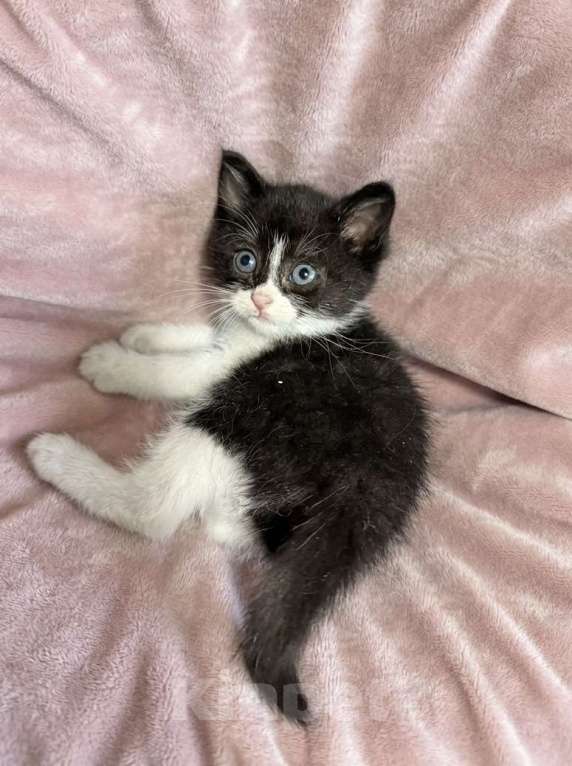 Кошки в Санкт-Петербурге: Котенок 1 месяц Кайя Девочка, Бесплатно - фото 1