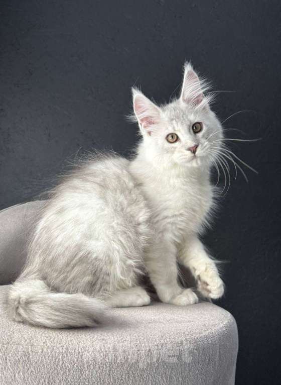 Кошки в Санкт-Петербурге: Мальчик ns 11 Мальчик, 100 000 руб. - фото 3