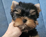 Собаки в Москве: Мальчик йорка Мальчик, 70 000 руб. - фото 6