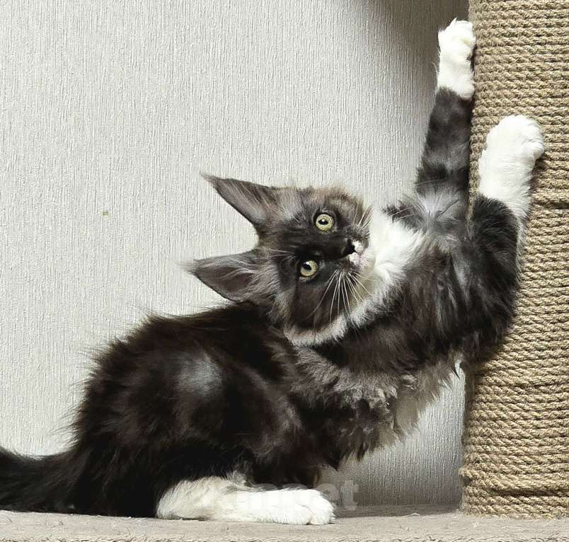 Кошки в Москве: Котята мейн-кун Девочка, 30 000 руб. - фото 4