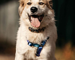 Собаки в Москве: Пушистый белый красавец пёс Альф в дар Мальчик, 1 руб. - фото 4