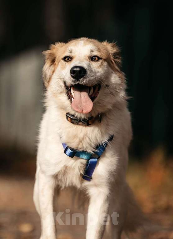 Собаки в Москве: Пушистый белый красавец пёс Альф в дар Мальчик, 1 руб. - фото 4